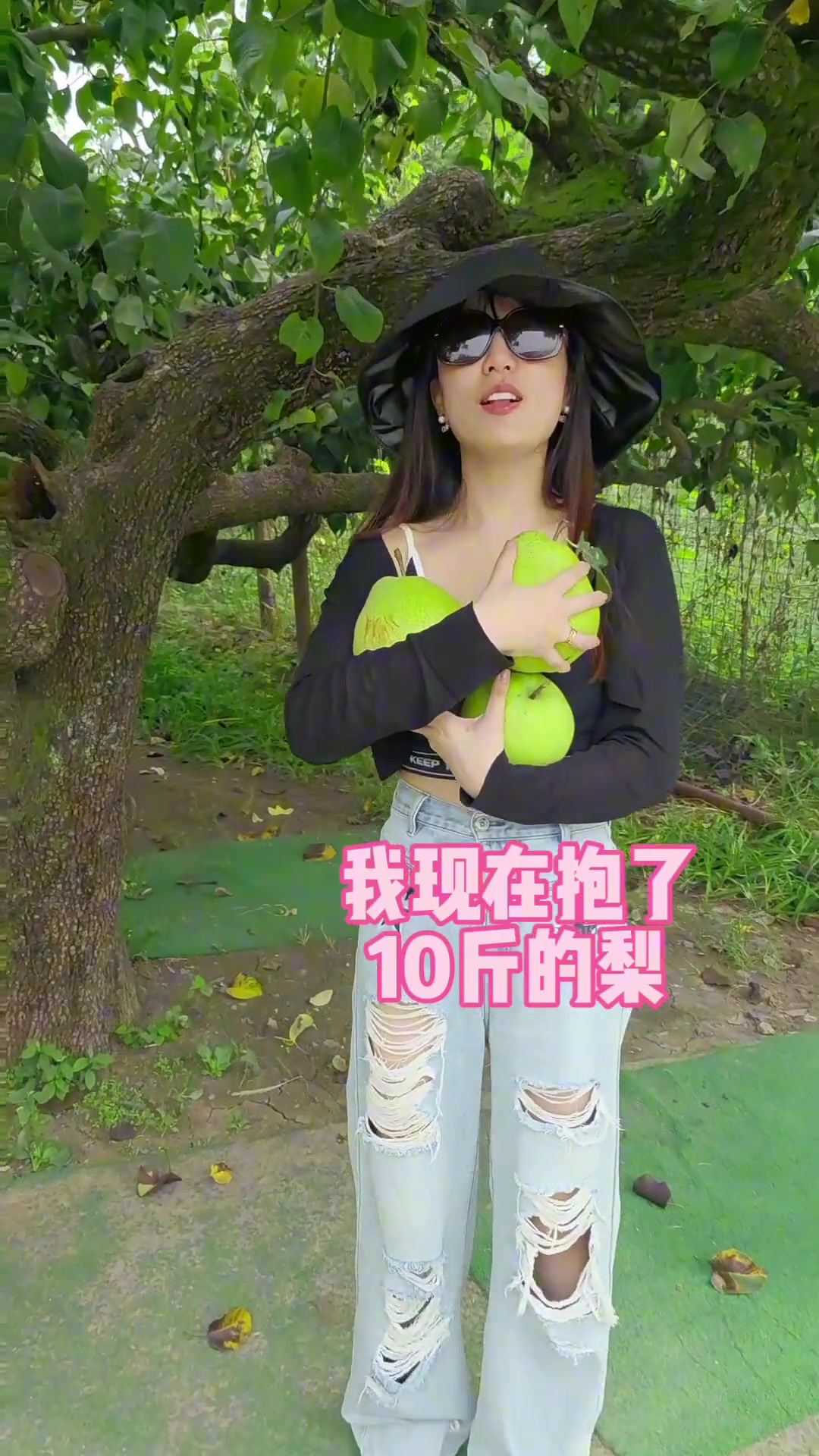 这梨是真的大！同曦老板儿媳亲自爬树摘梨